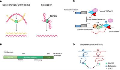 Topoisomerase 2β and DNA topology during B cell development